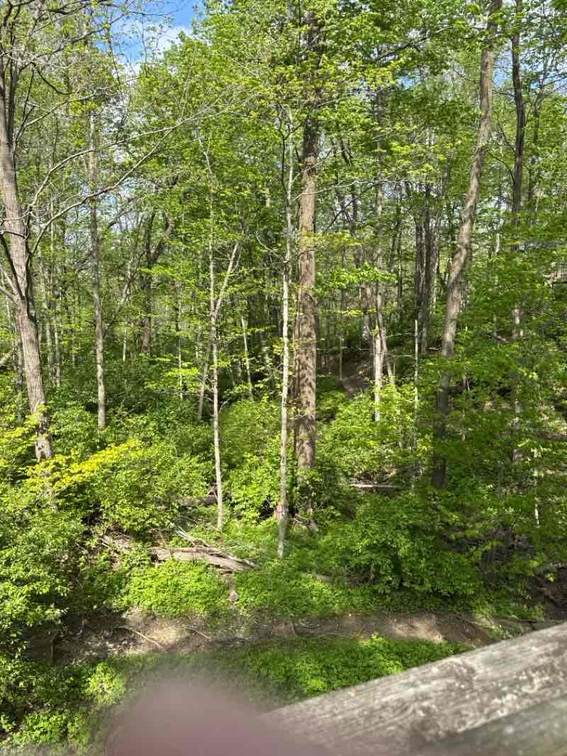 walking near me in Flat Fork Creek Park in spring