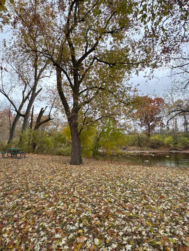walking near me in Hazel Landing Park in autumn