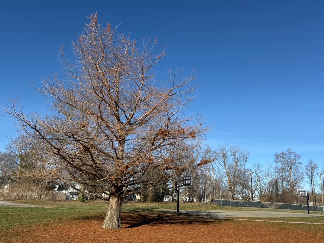 walking near me in Lion's Community Park in winter