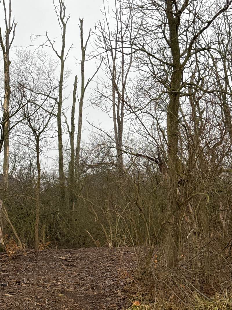 walking near me in Hamilton Proper Park in winter