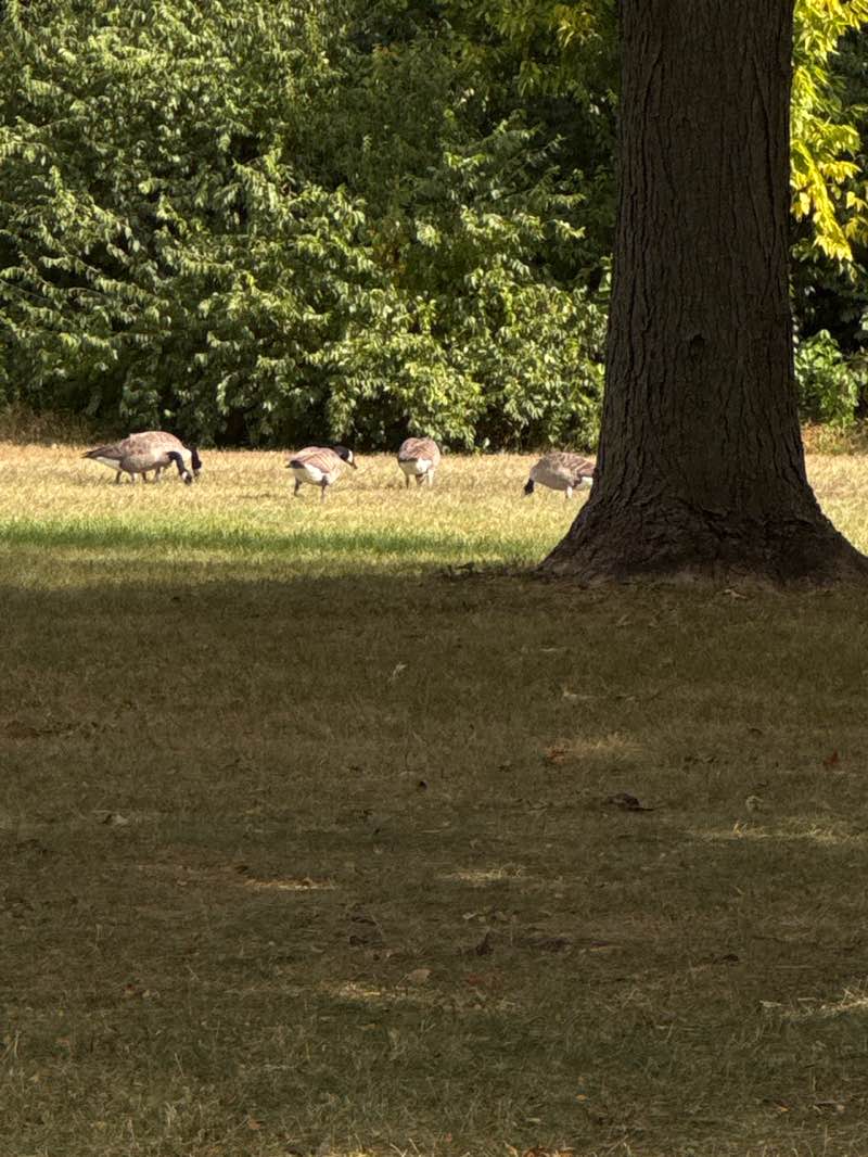 walking near me in Gray Road Park in autumn