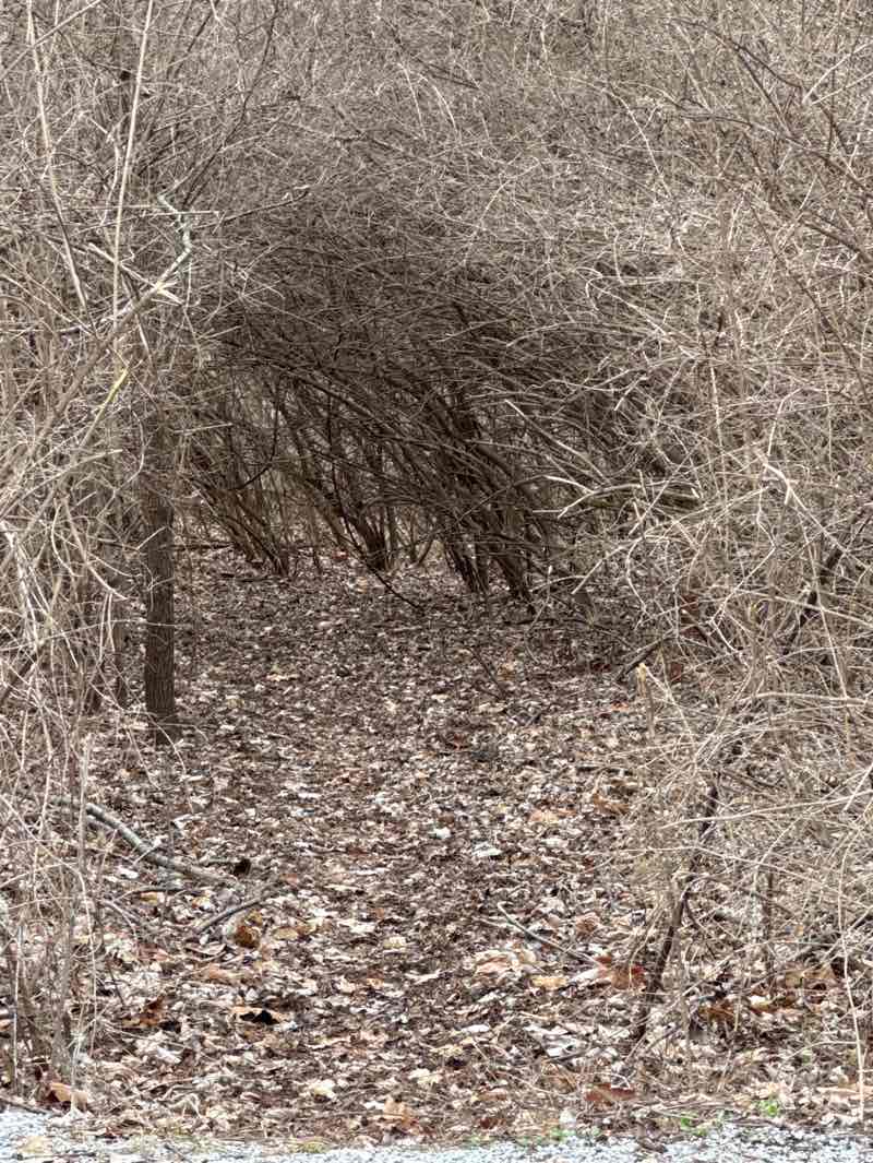 walking near me in Lafayette Trace Park in spring