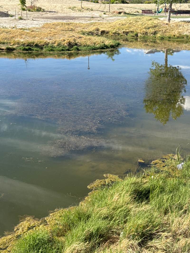 walking near me in Foothill Wetlands Area in summer