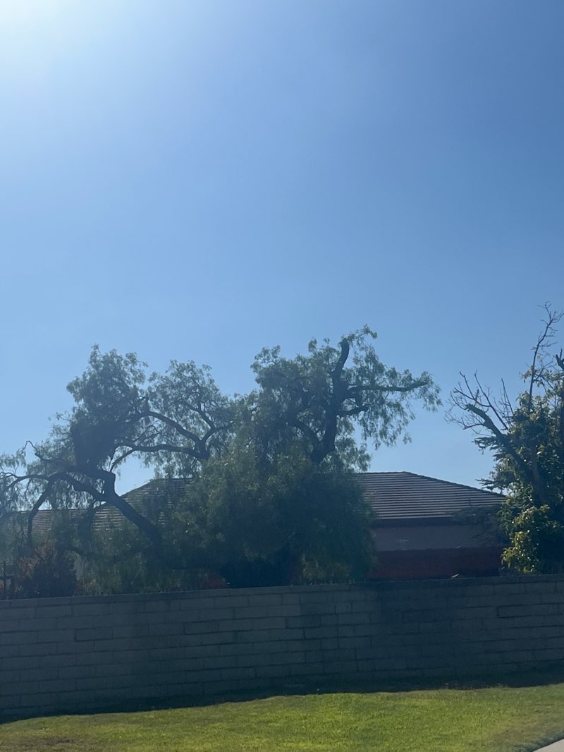 walking near me in Pat Nixon Park in autumn