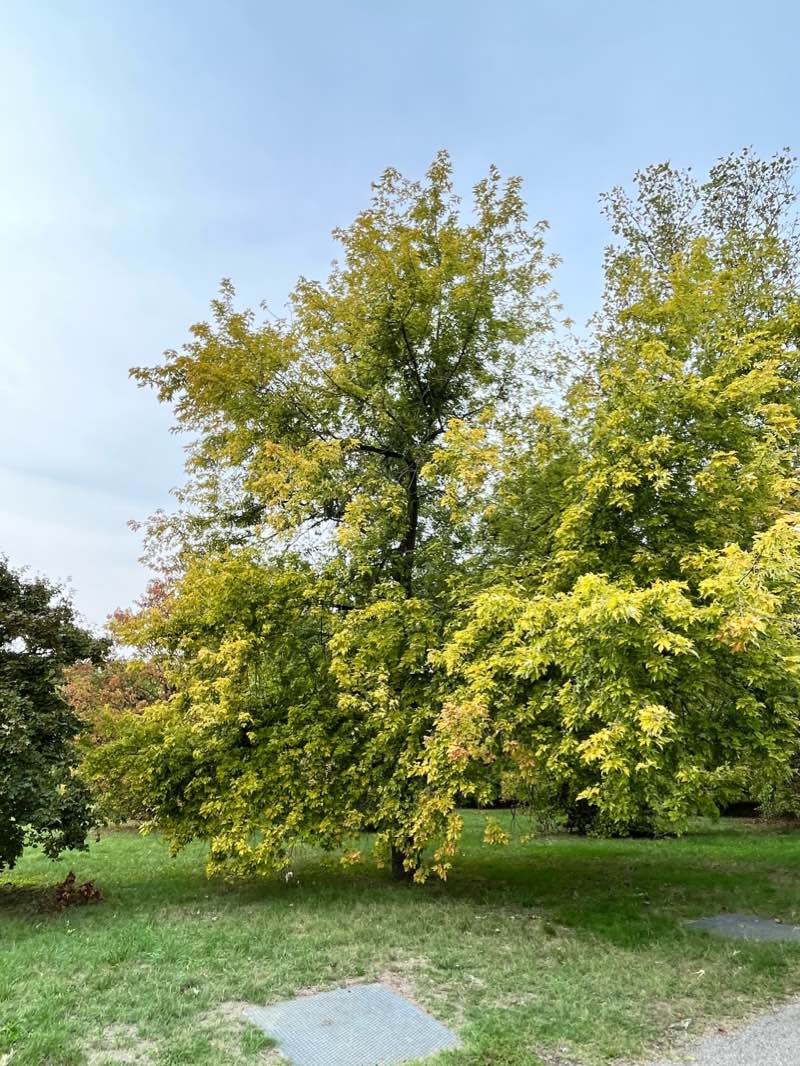walking near me in Parco Fermo Melotti in winter