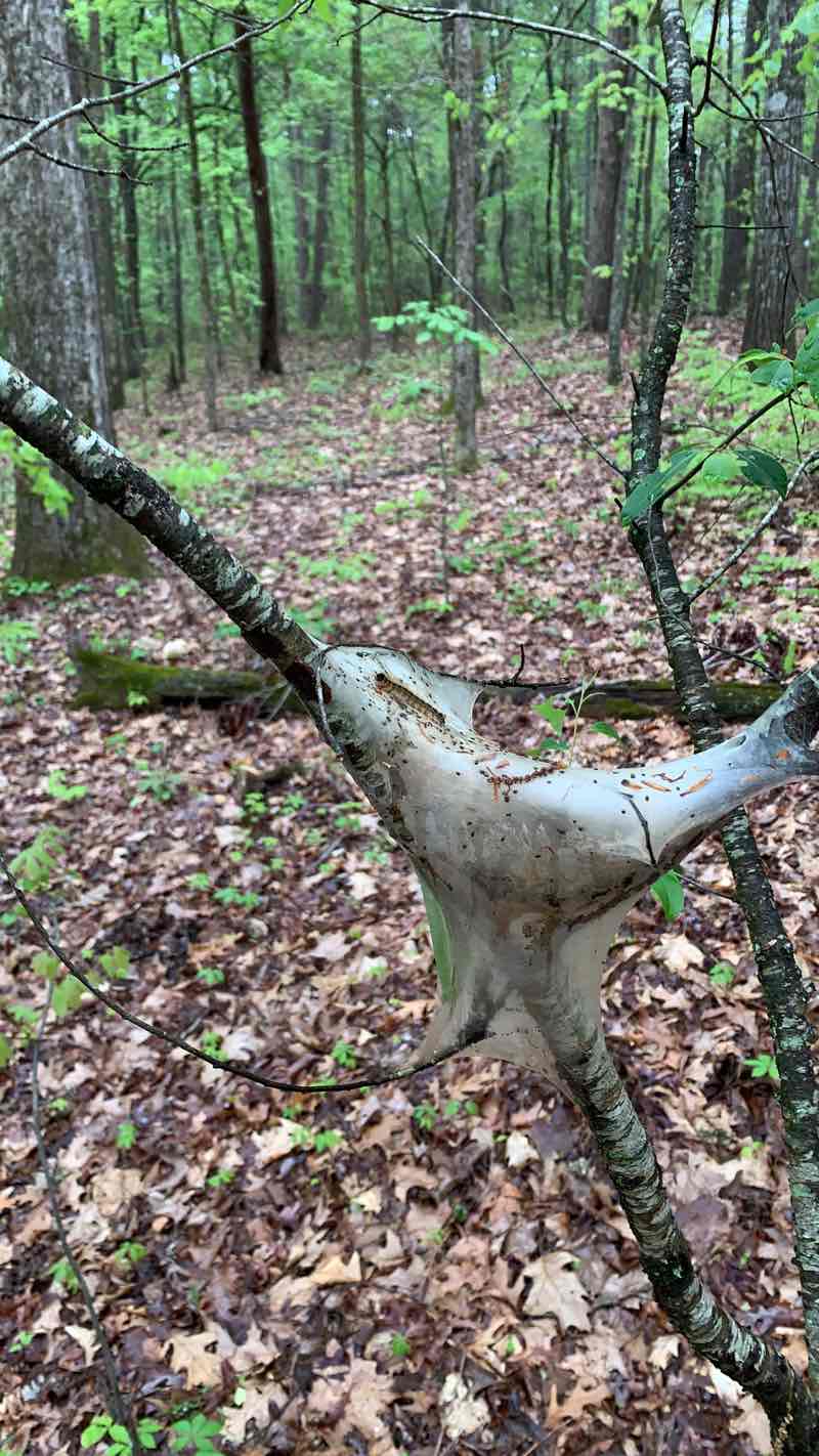 walking near me in Panola Mountain State Park in winter