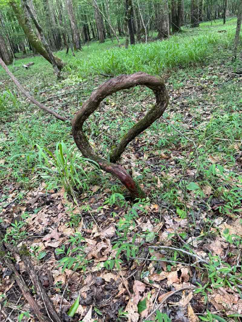 walking near me in The Ridge Nature Preserve in summer