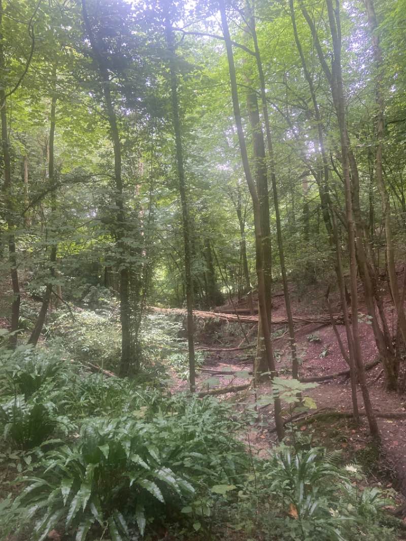 walking near me in Coopers Hill Local Nature Reserve in winter