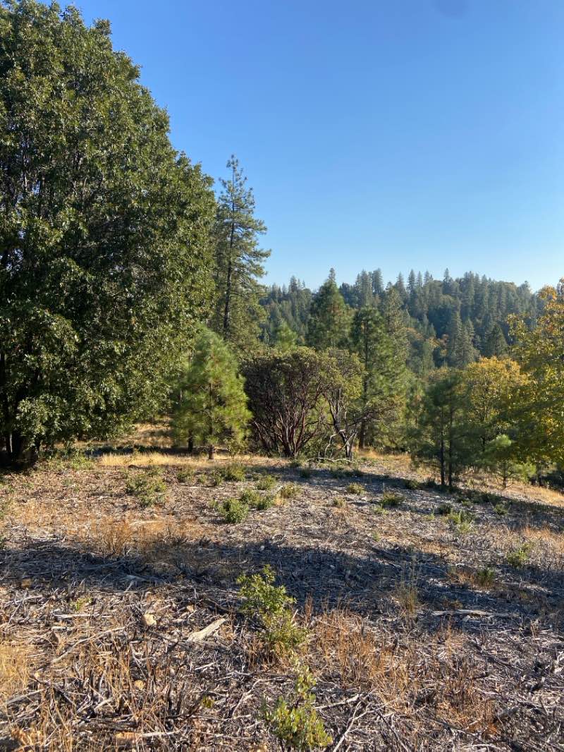 walking near me in Gold Bug Park in winter