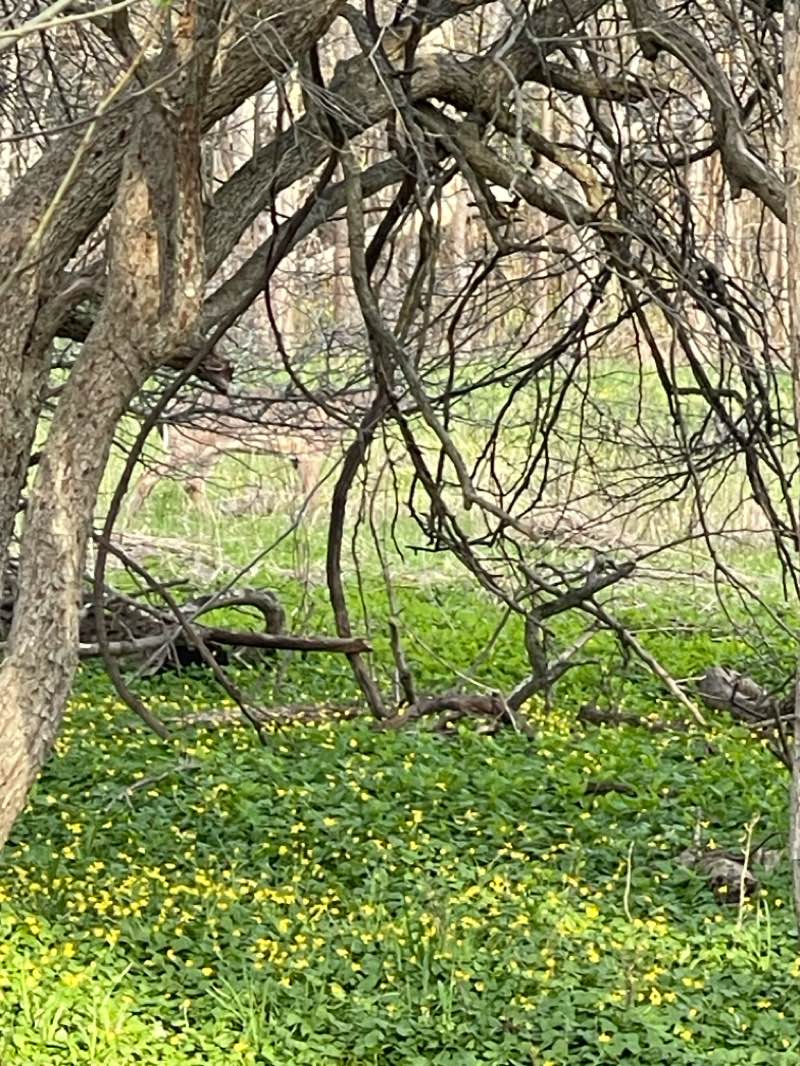 walking near me in Stiglmeier Park in spring
