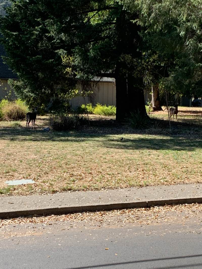 walking near me in Todd Grove Park in winter