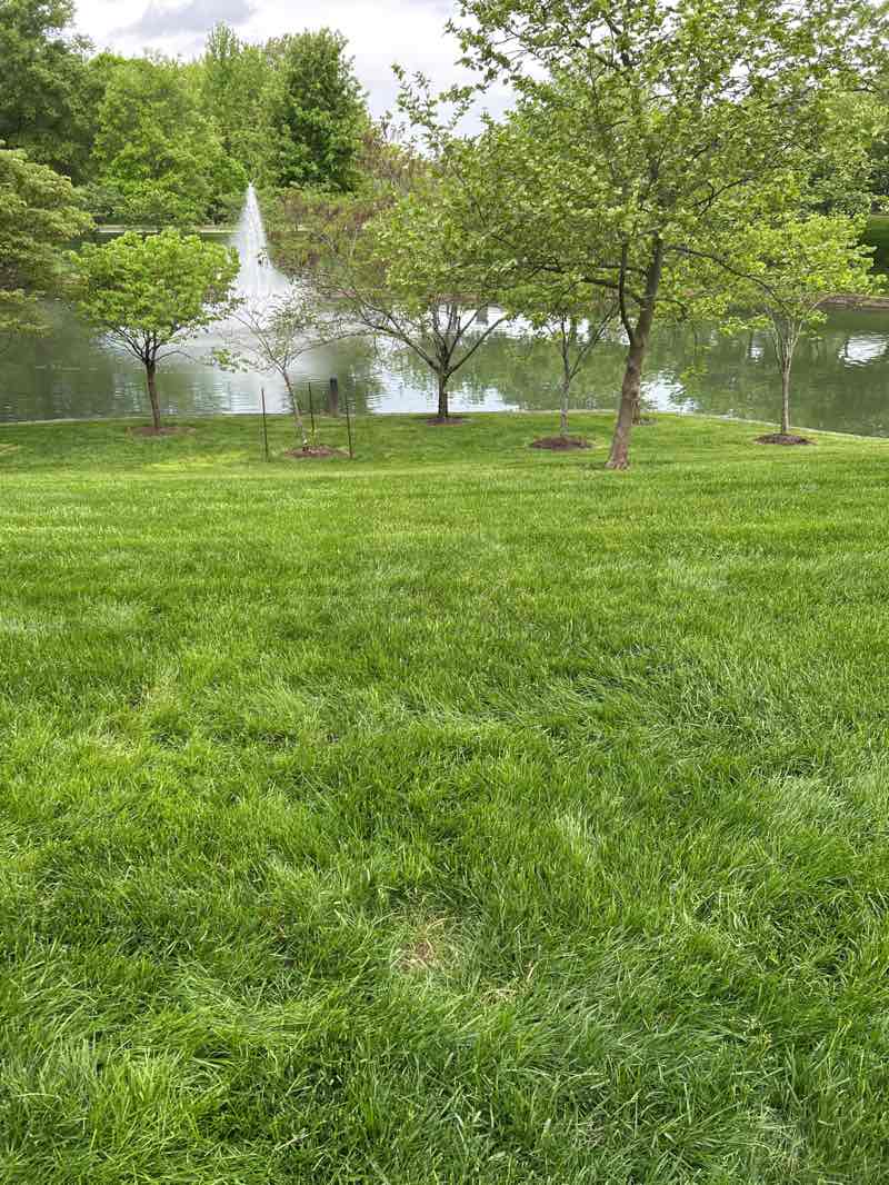 walking near me in John A. Willams Park in spring