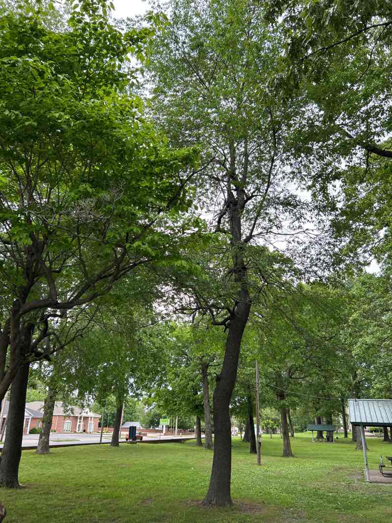 walking near me in Keiler Park in spring