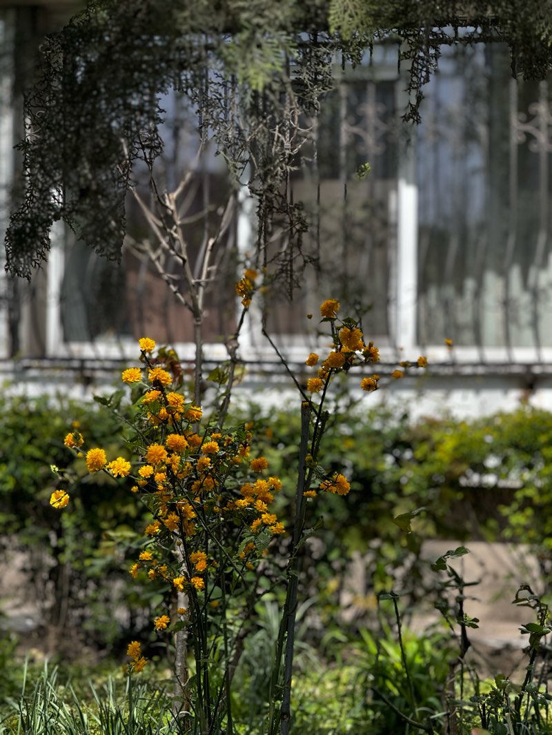 walking near me in Parcul Ferdinand in spring
