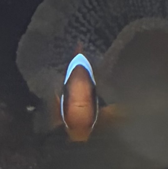 Pablo