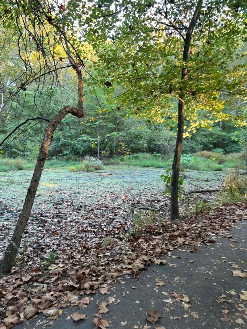walking near me in Dora Kelley Nature Park in autumn
