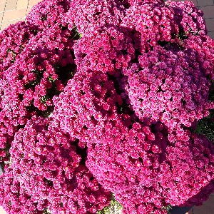 52병동/19247 profile