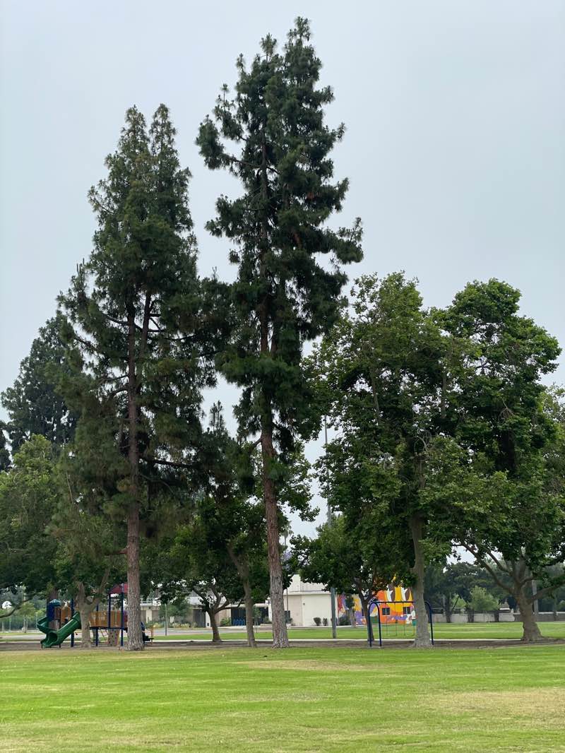 walking near me in Palomares Park in summer
