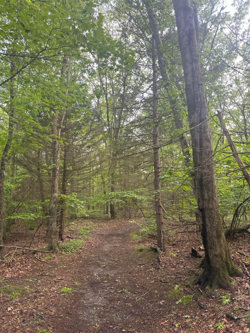 walking near me in Needham Town Forest in spring