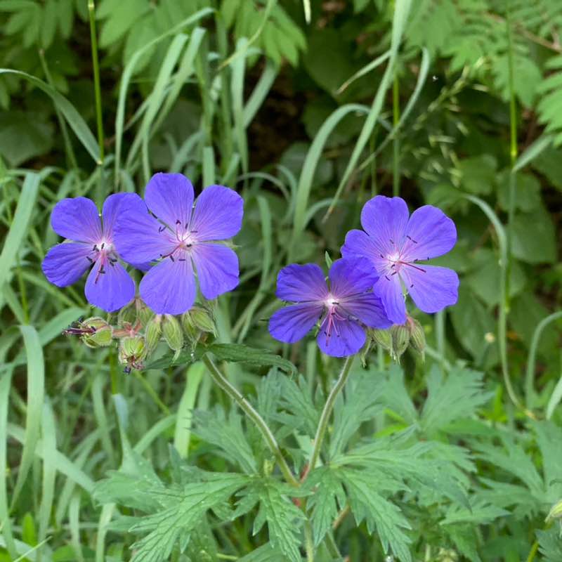 VladF 🇷🇺 post 2