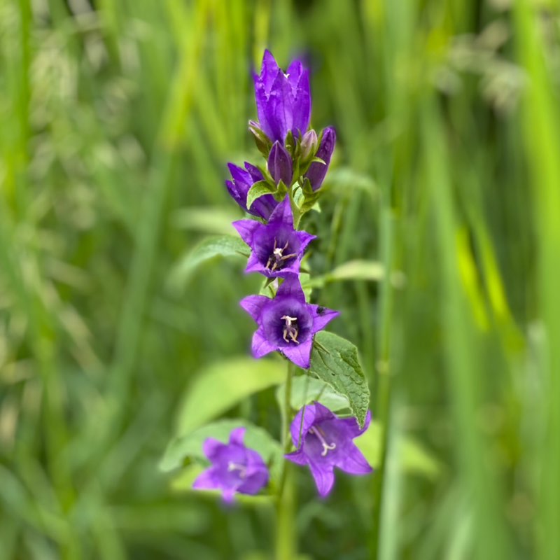 VladF 🇷🇺 post 1