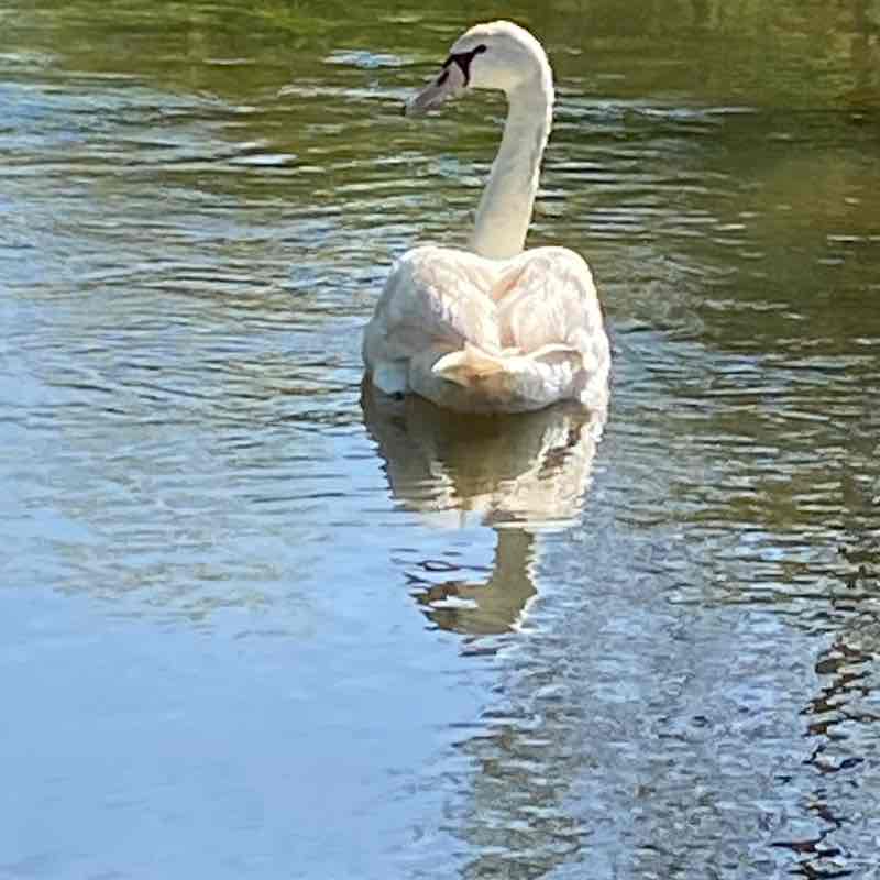 Thierry 🇫🇷🐈🐈‍⬛ post 2