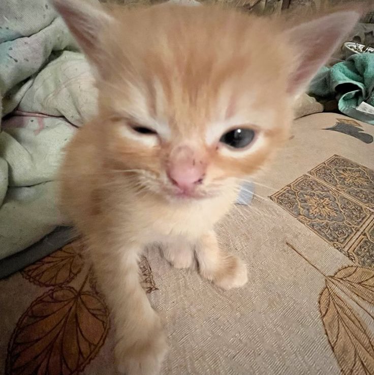 RUSSIAMEN 🇷🇺🪆🐻 profile