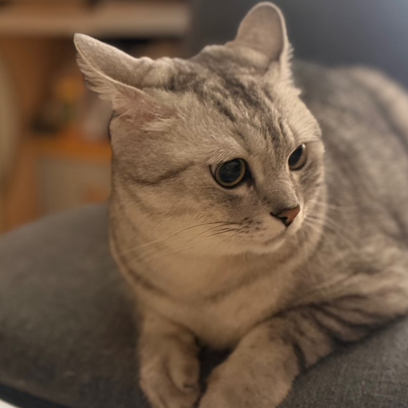 圓圓