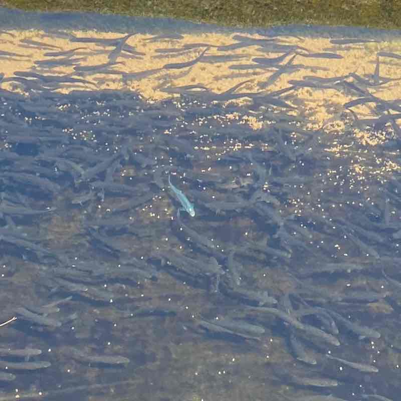 walking and talking👣🗣️ Henson post image