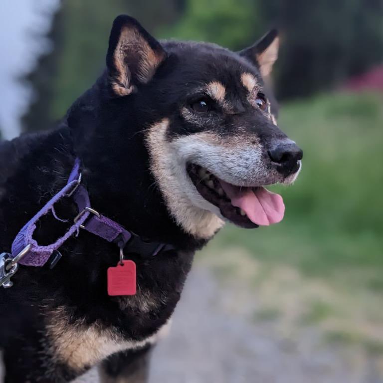 Pet Pacer Pace posts Fred McCabe post image