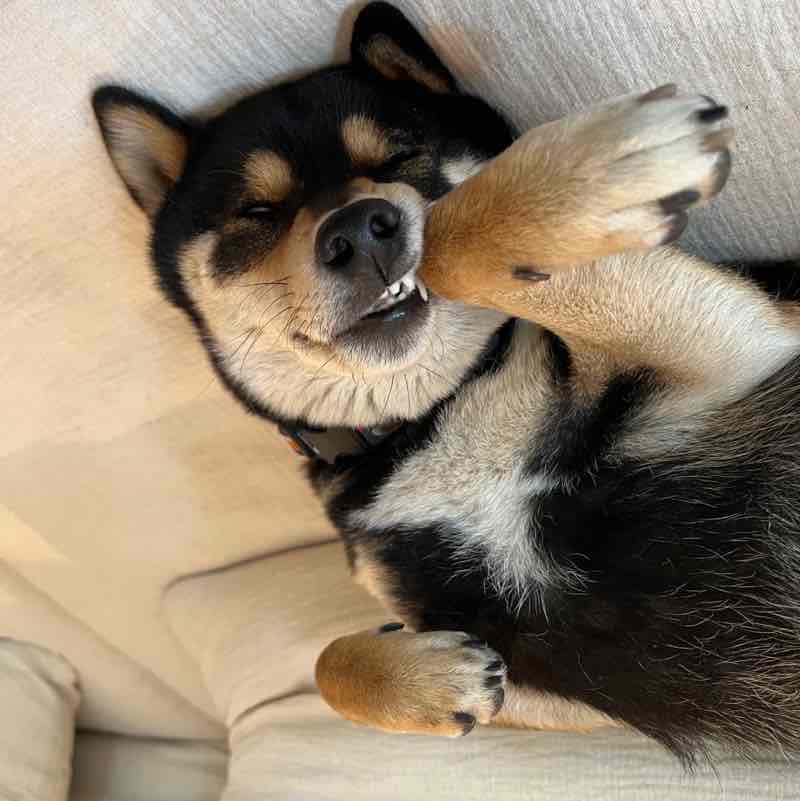 Pet Pacer Pace posts Fred McCabe post image