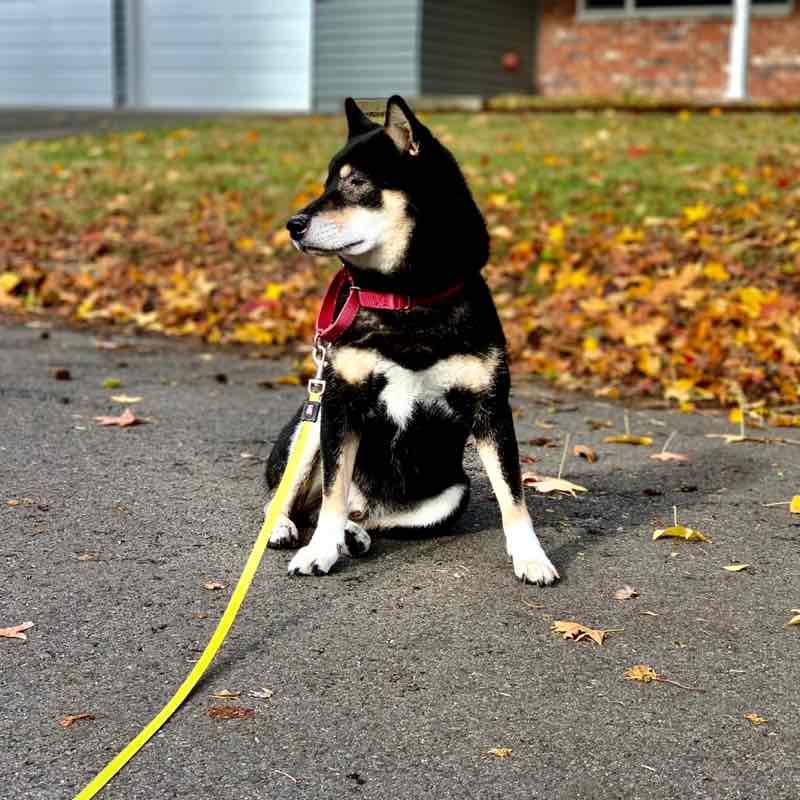 Pet Pacer Pace posts Fred McCabe post image