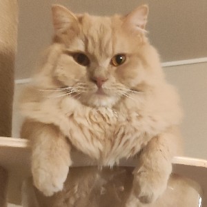 michel.noguchi profile