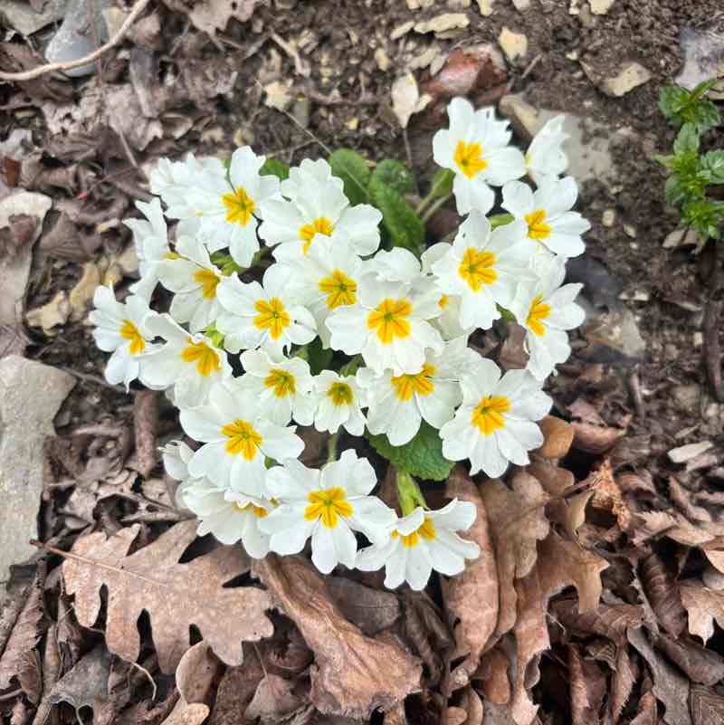 Elena Zelentsova post 2