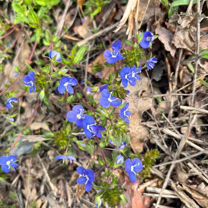 Elena Zelentsova post 3