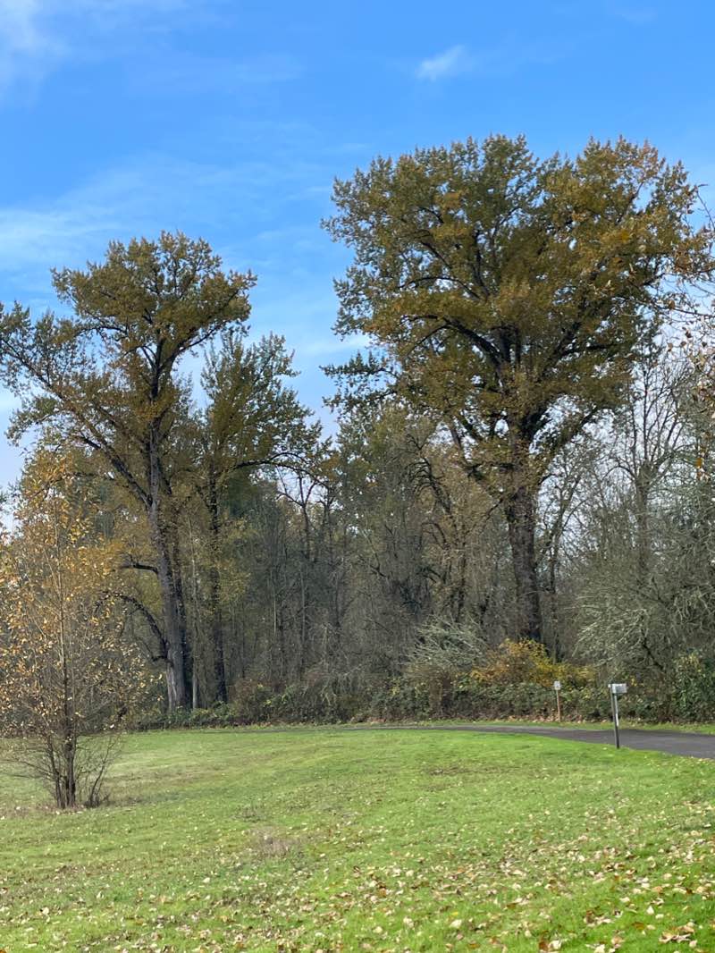 walking near me in Wallace Marine Park in winter