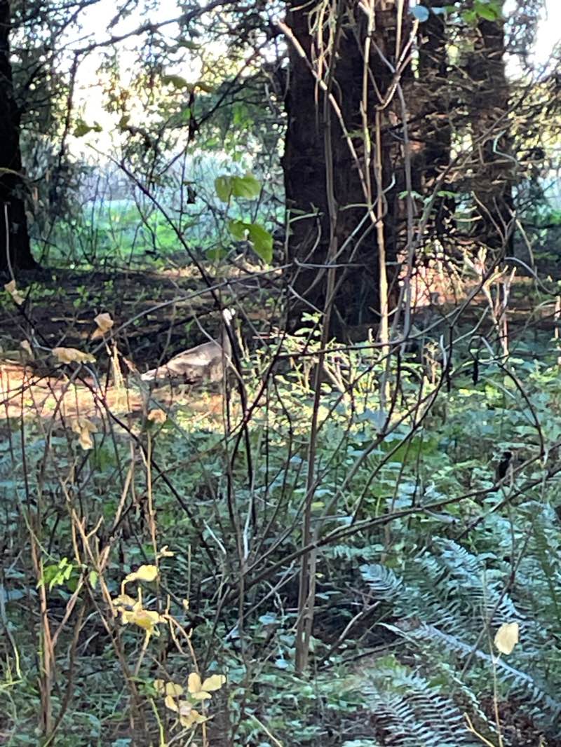 walking near me in Minto-Brown Island Park in winter