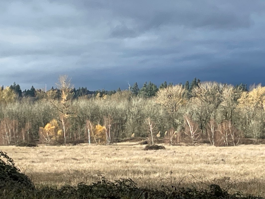 walking near me in Minto-Brown Island Park in winter