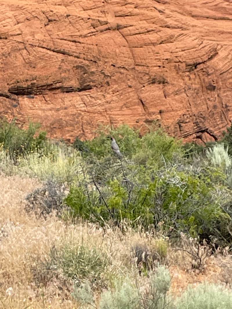 walking near me in Snow Canyon State Park in winter