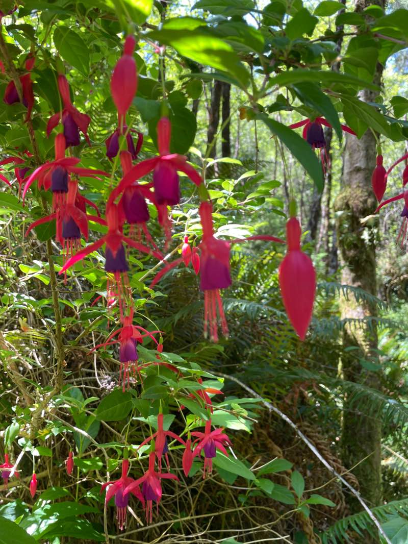 walking near me in Crestline Park in winter