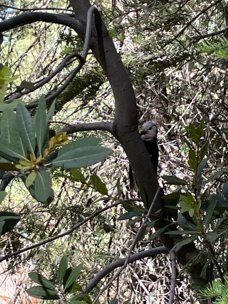 walking near me in Kings Canyon National Park in winter
