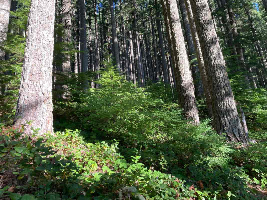 walking near me in Marys Peak Scenic Botanical Area in winter