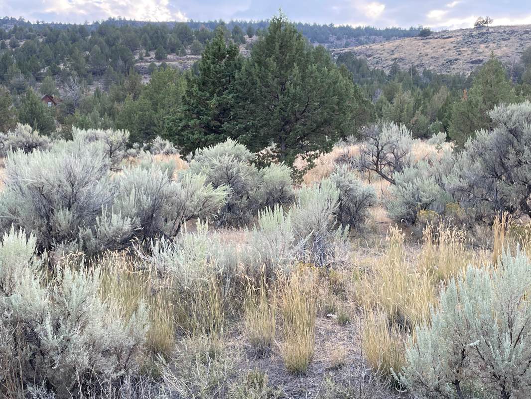 walking near me in High Steens Wilderness Study Area in winter