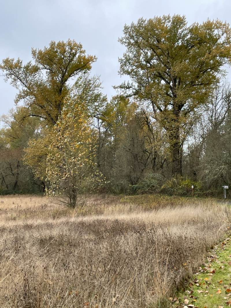 walking near me in Minto-Brown Island Park in winter
