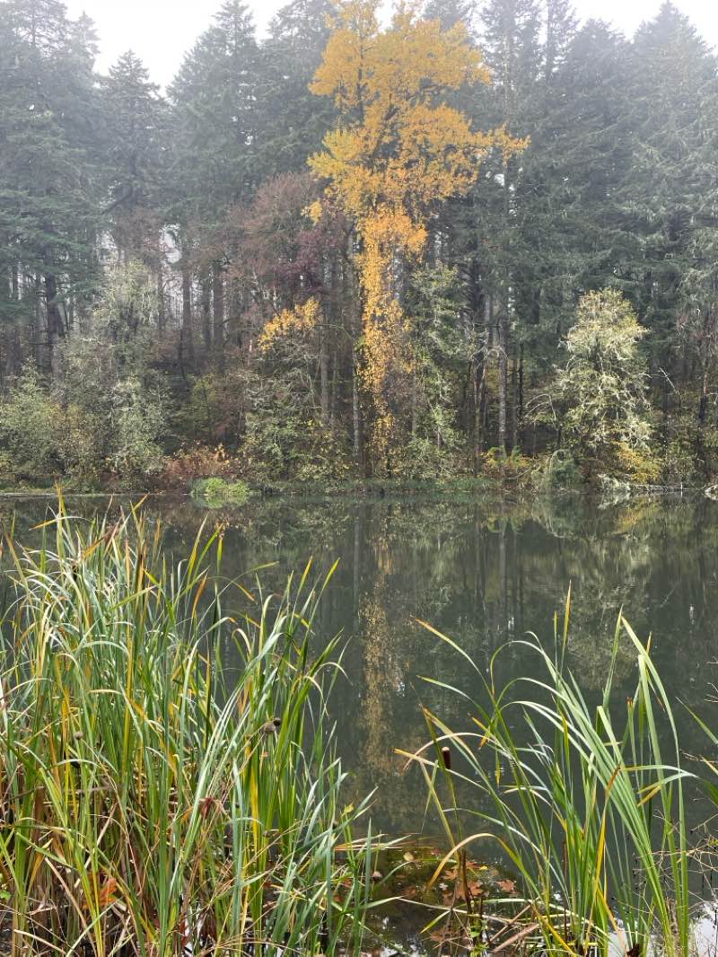 walking near me in McDonald Research Forest in winter