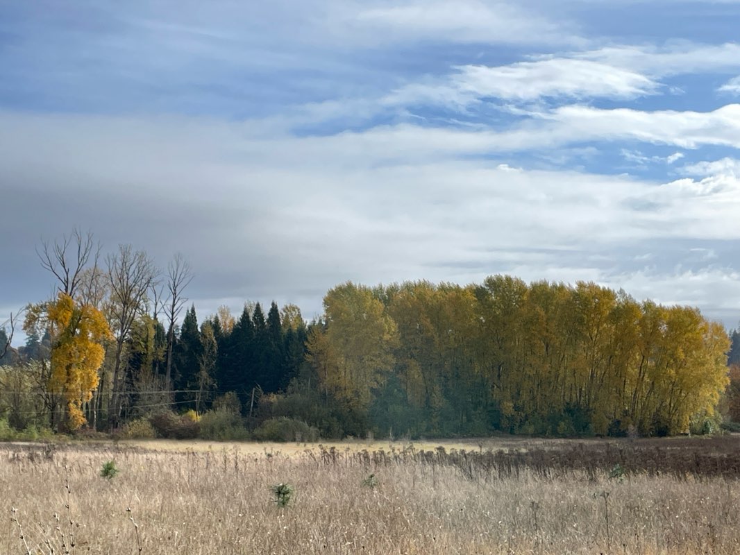 walking near me in Wallace Marine Park in winter
