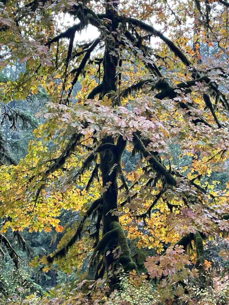 walking near me in Silver Falls State Park in winter