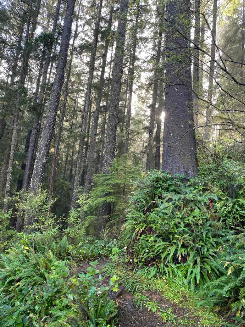 walking near me in Cape Lookout State Park in winter