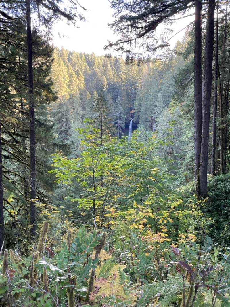 walking near me in Silver Falls State Park in autumn