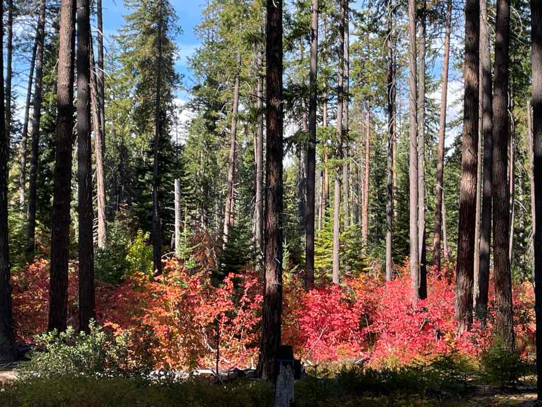 walking near me in Lake Wenatchee State Park in autumn